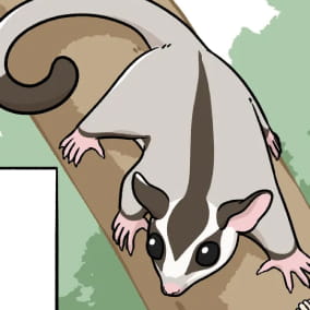 フクロモモンガ飼育説明マンガ